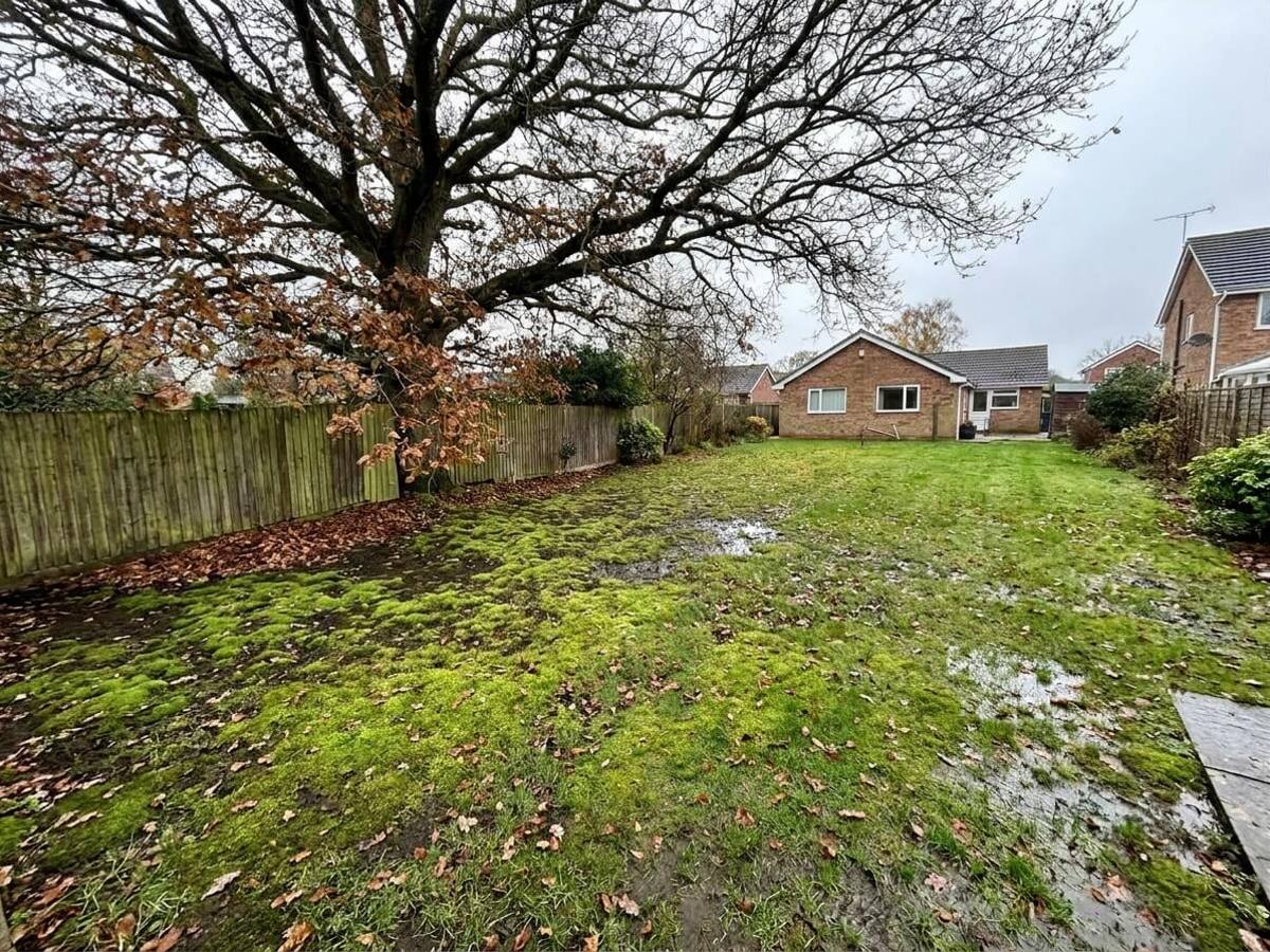 Autumn Lawn Moss Explosion: Act Now Before Winter Lock-In