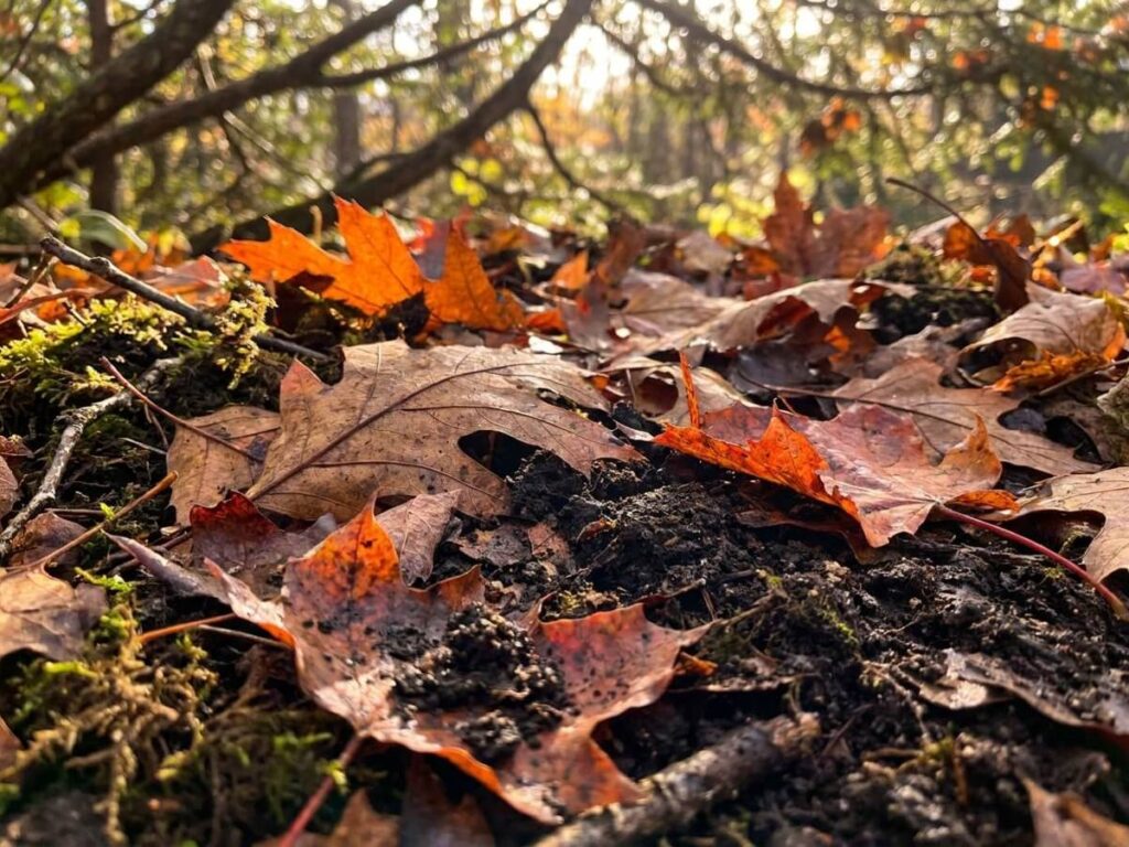 No, autumn leaves don't enrich your soil — here's what they actually do