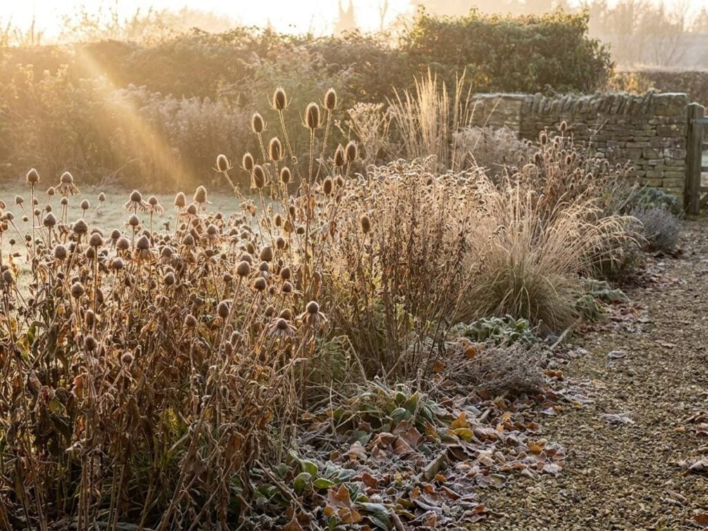 Stop cutting back autumn perennials—messy plants mean better spring blooms