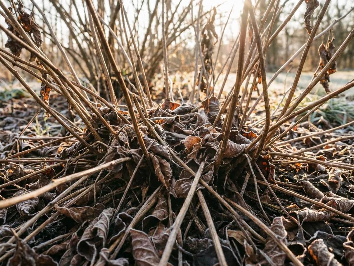 Stop cutting back autumn perennials—messy plants mean better spring blooms