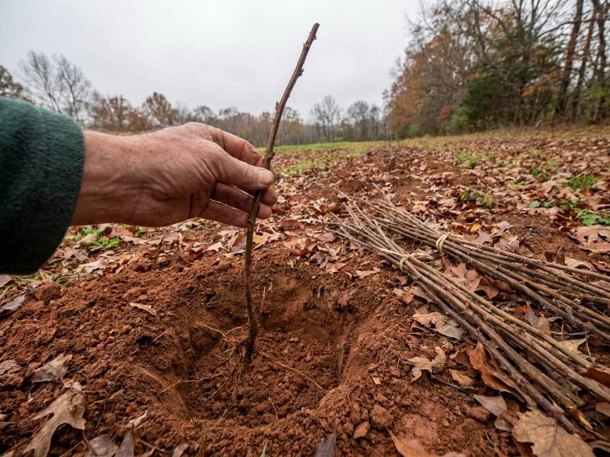 Stop planting bare-root canes now: the autumn timing mistake costing gardeners