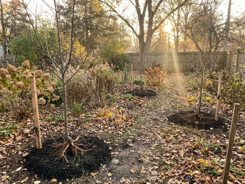 I planted bare-root fruit trees in autumn — six months on, here's what thrived