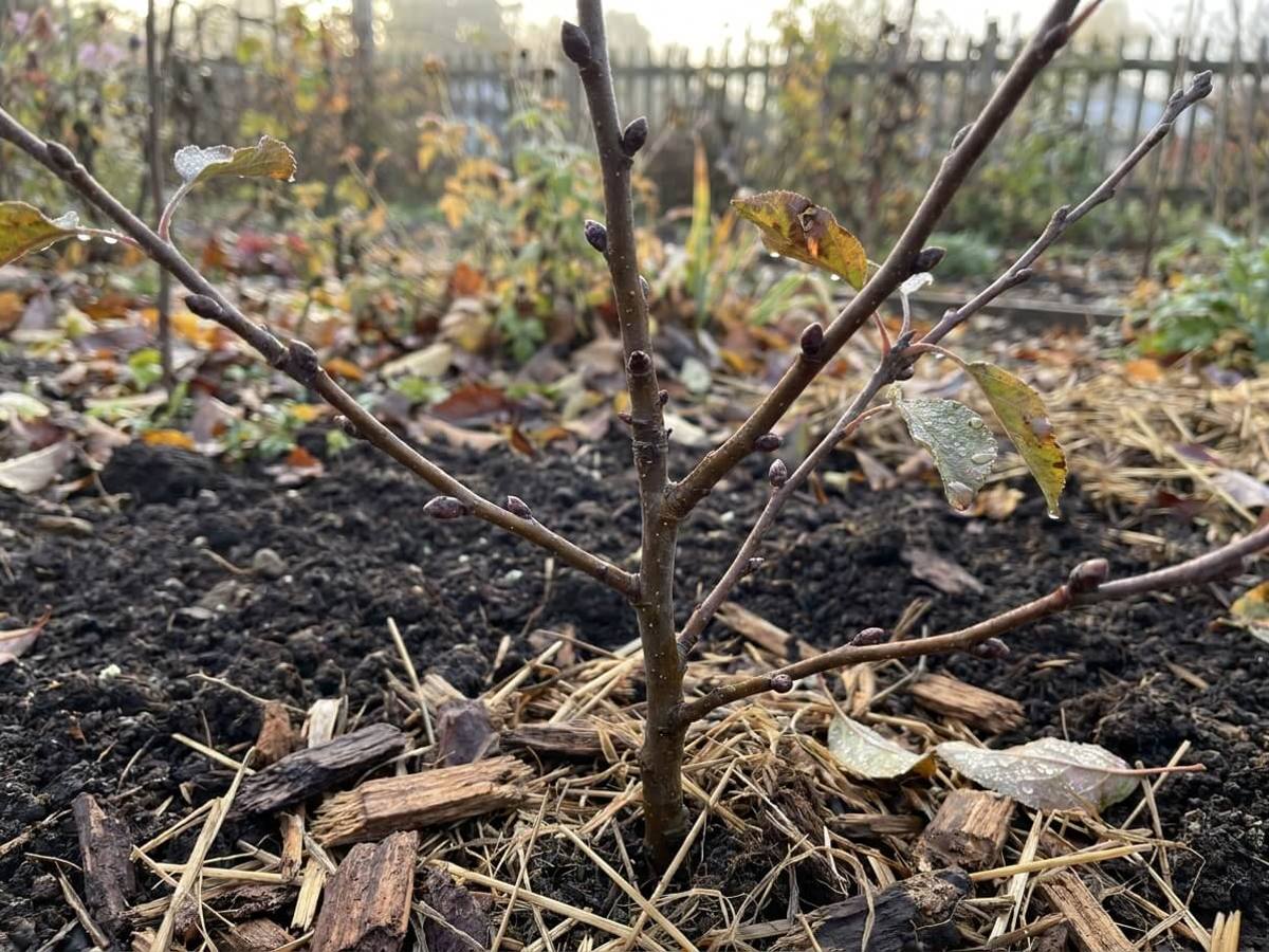 I planted bare-root fruit trees in autumn — six months on, here's what thrived