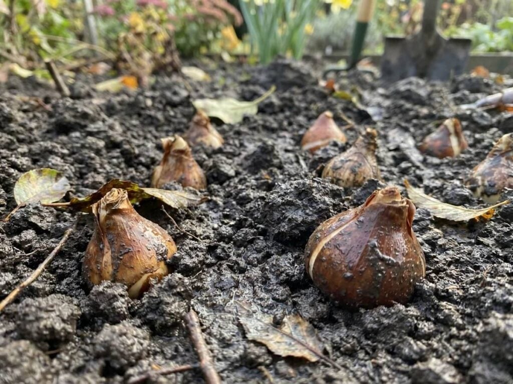 Why Your Newly Planted Bulbs Are Rotting Before Winter
