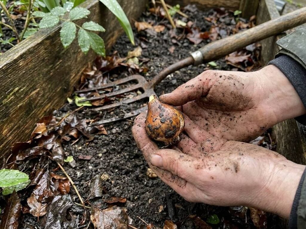 I planted spring bulbs in wet autumn soil — here's what survived