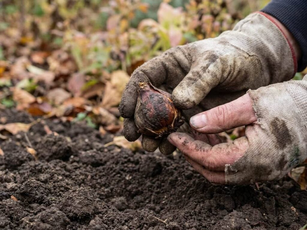 Autumn bulb rot crisis: Why clay soils need different planting strategy