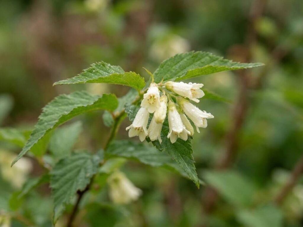 Neillia thibetica