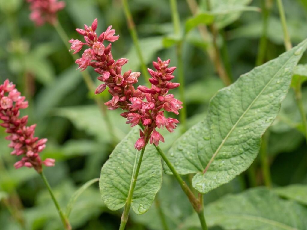Persicaria amplexicaulis