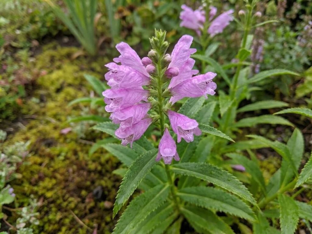 Physostegia virginiana