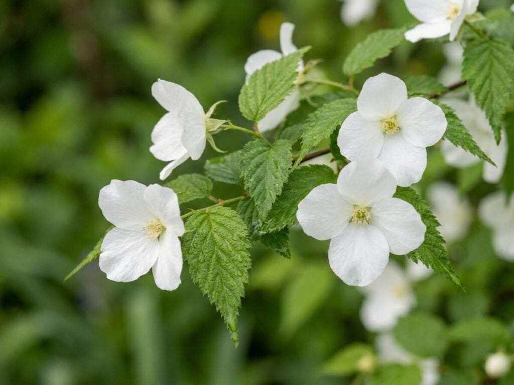 Rhodotypos scandens