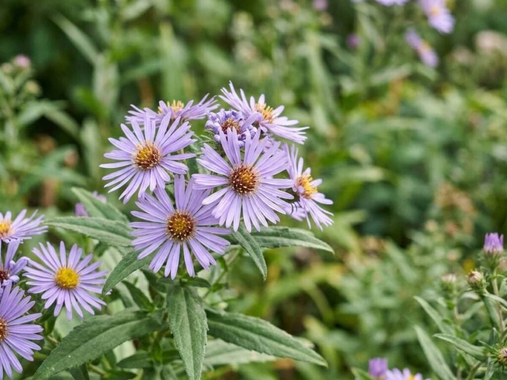 Symphyotrichum oblongifolium