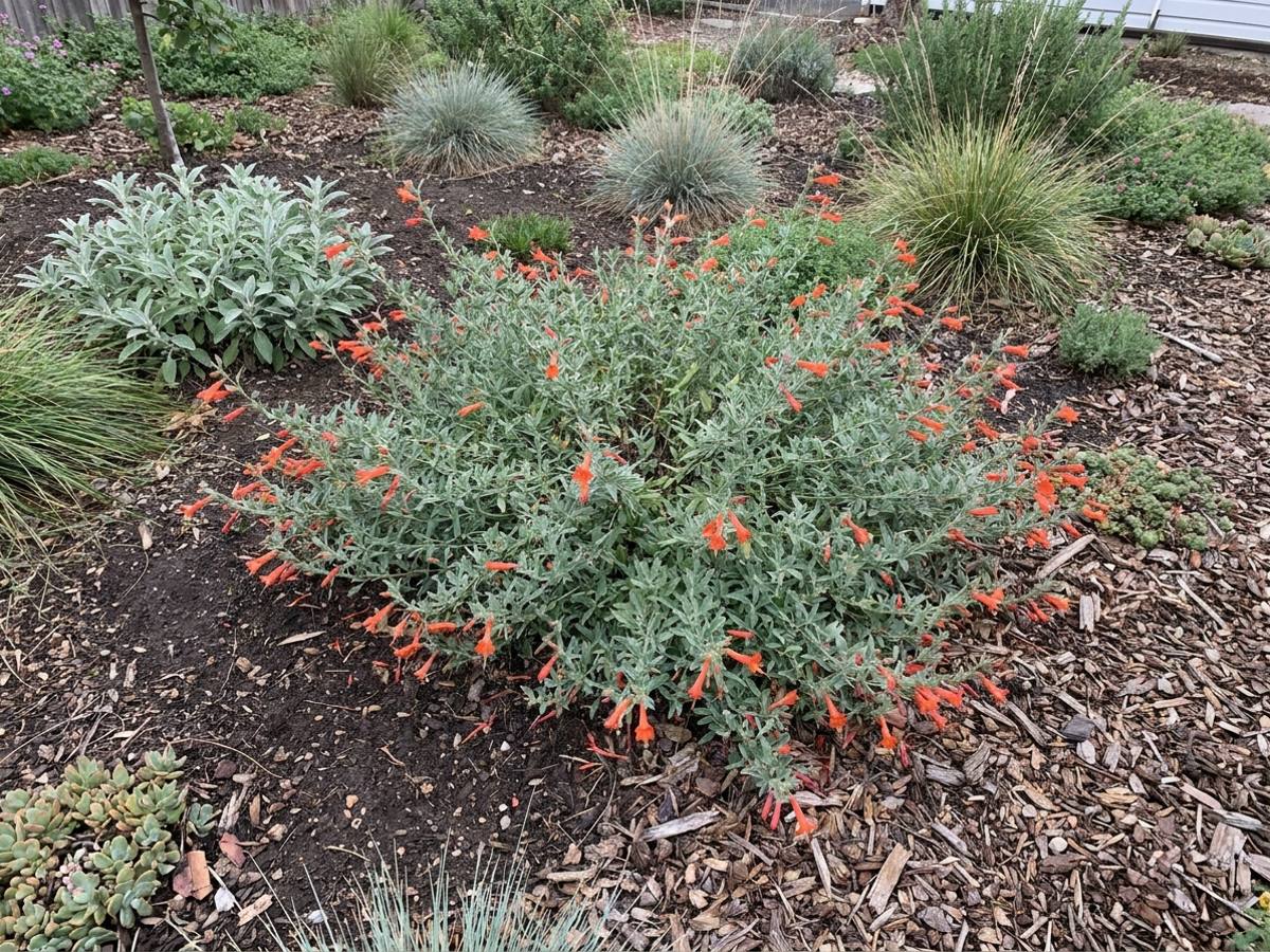 Zauschneria californica growing in a garden border