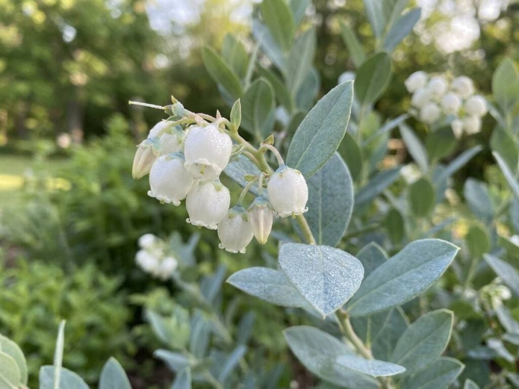 Zenobia pulverulenta