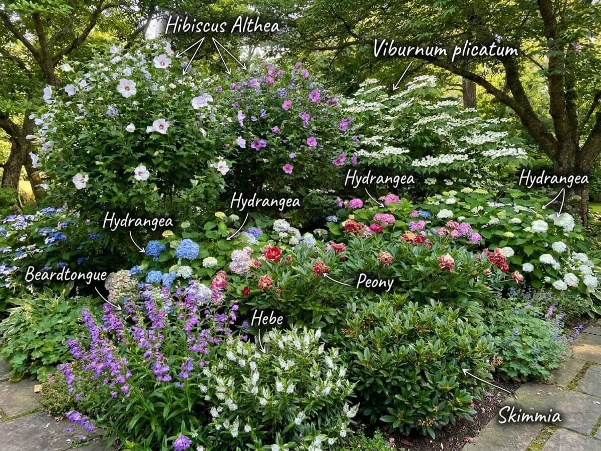 a flower bed in partial shade, flowering in summer, with each plant labelled