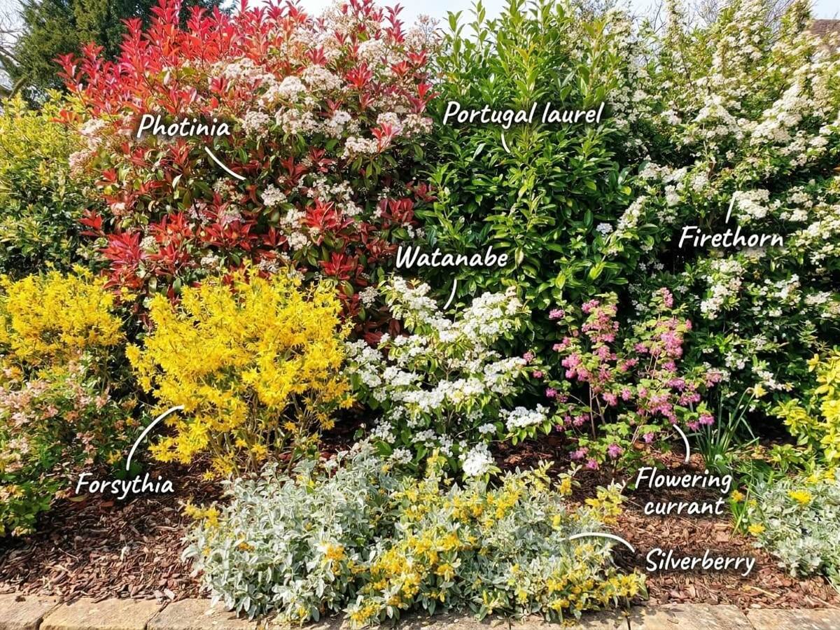 a hedge in full sun, flowering in spring, with each plant labelled