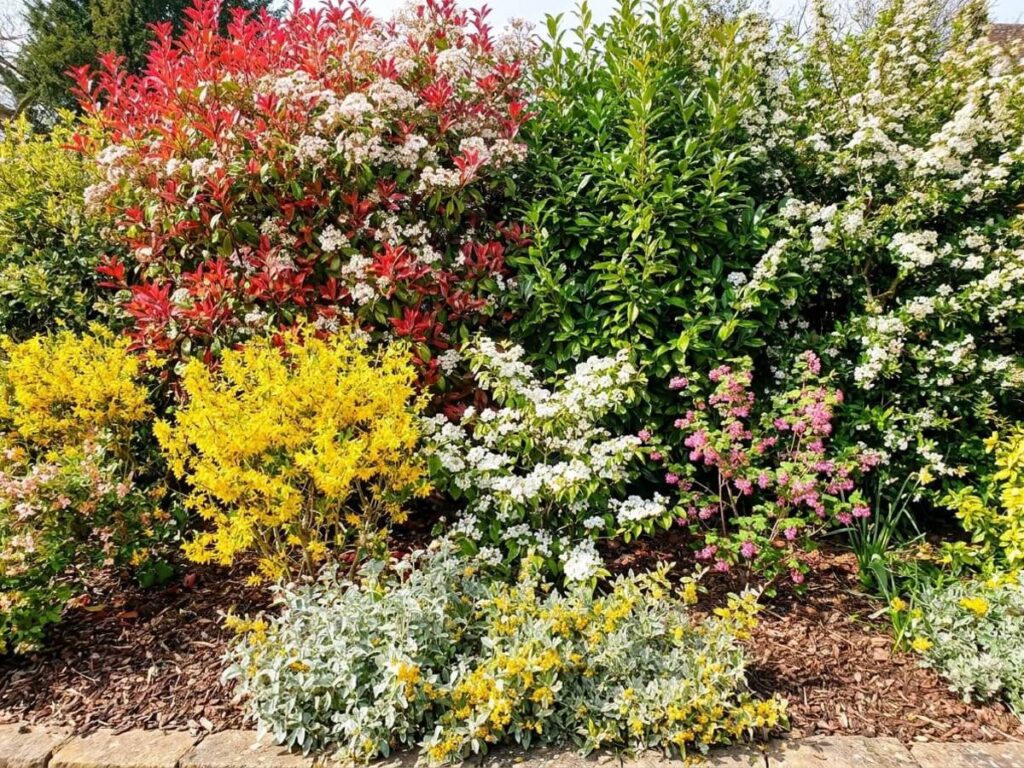a hedge in full sun, flowering in spring