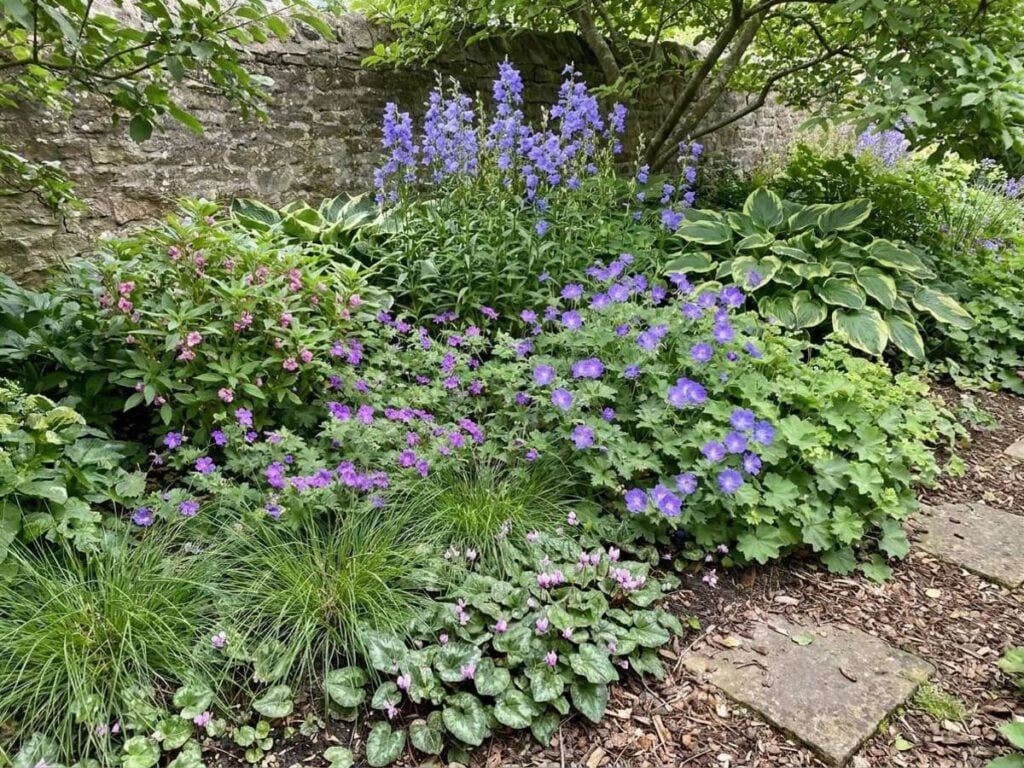 a carpet of ground cover in partial shade, flowering in summer