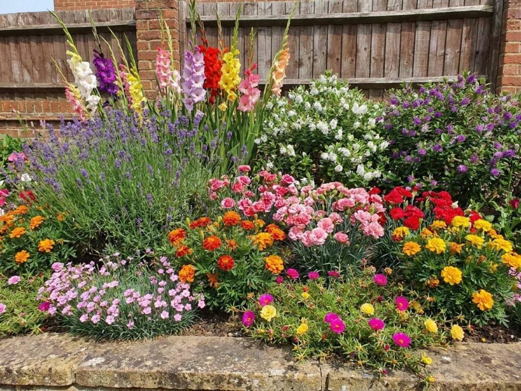 a border edging in full sun, flowering in summer