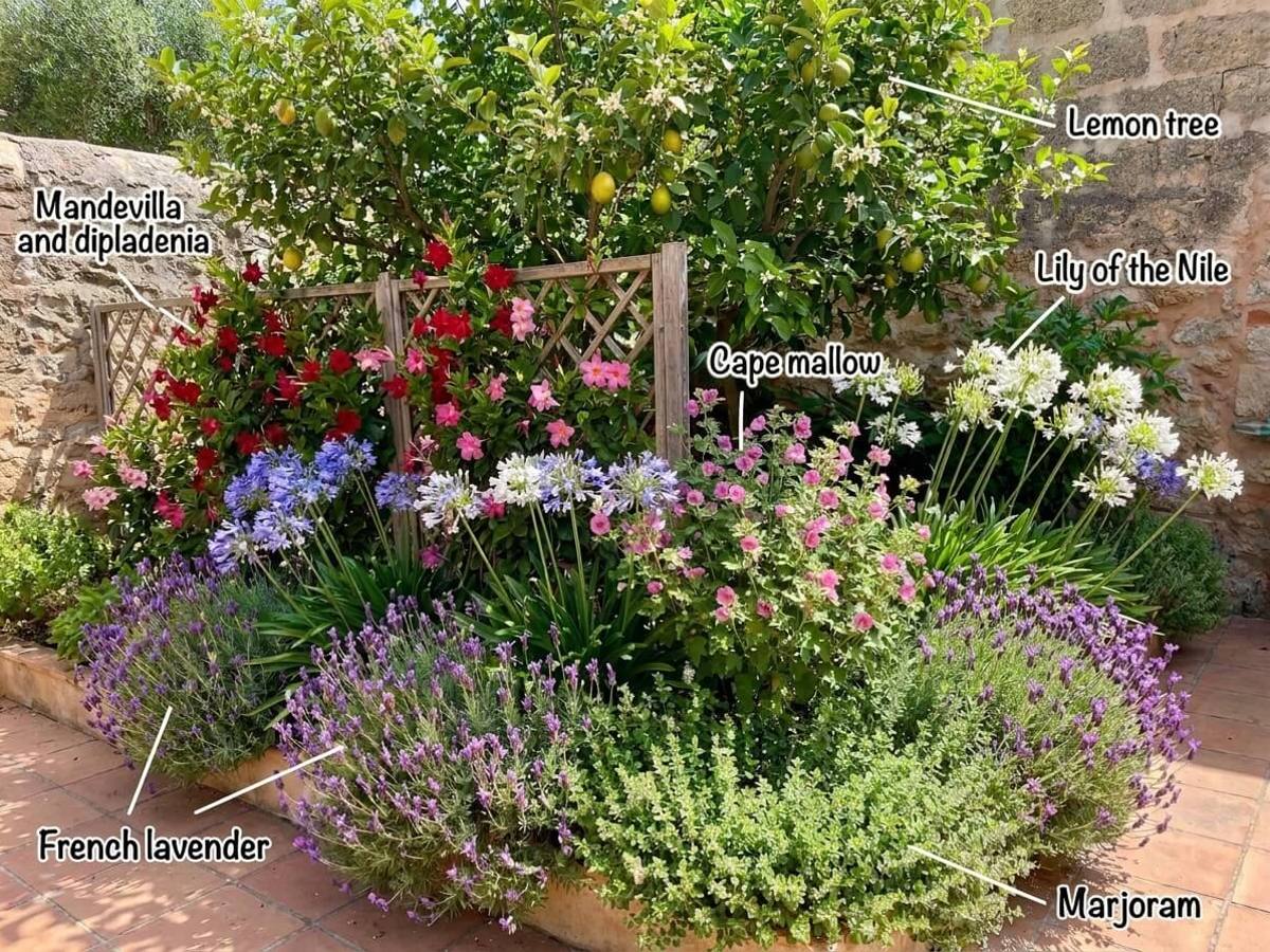 a set of pots for a patio or balcony in full sun, flowering in summer, with each plant labelled
