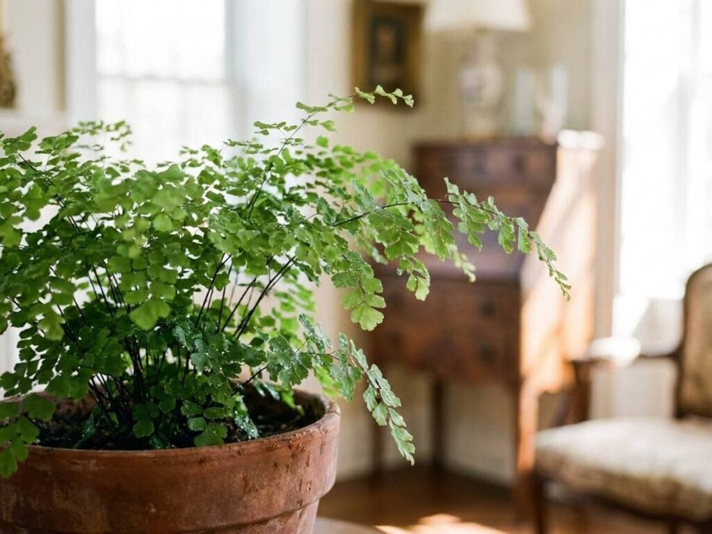 Adiantum raddianum