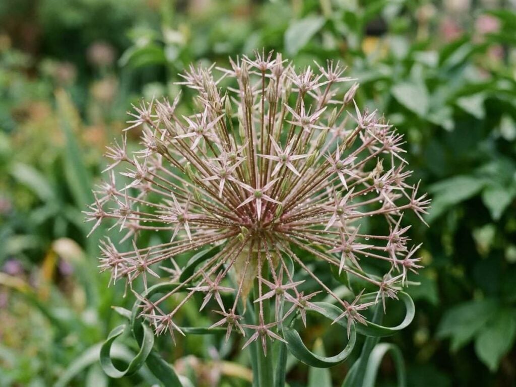 Allium schubertii
