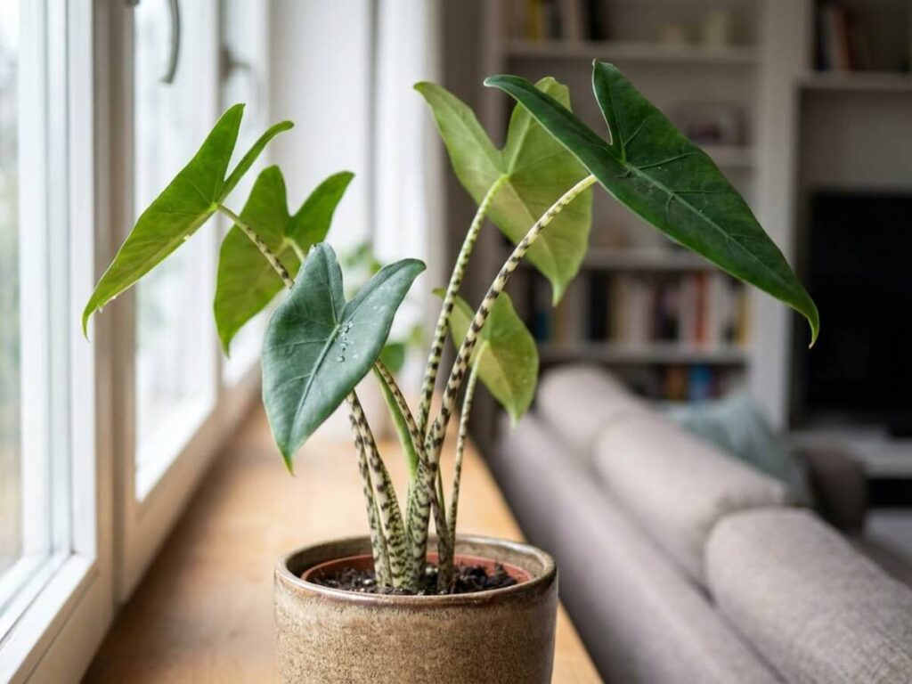 Alocasia zebrina