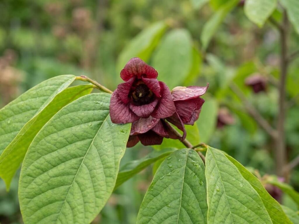 Asimina triloba