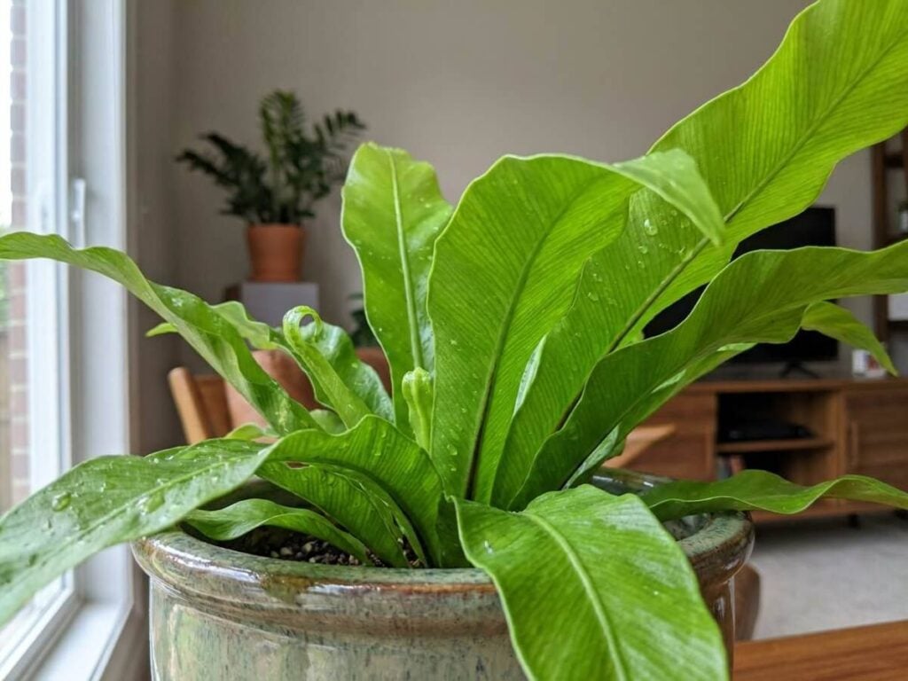 Asplenium nidus