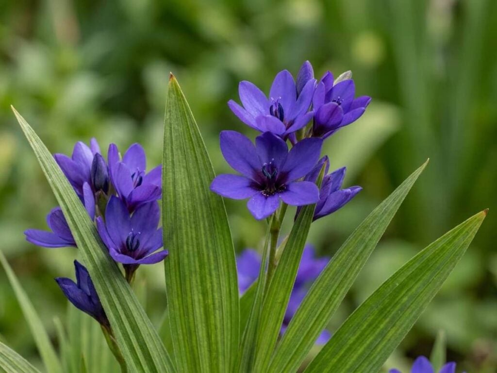 Babiana stricta