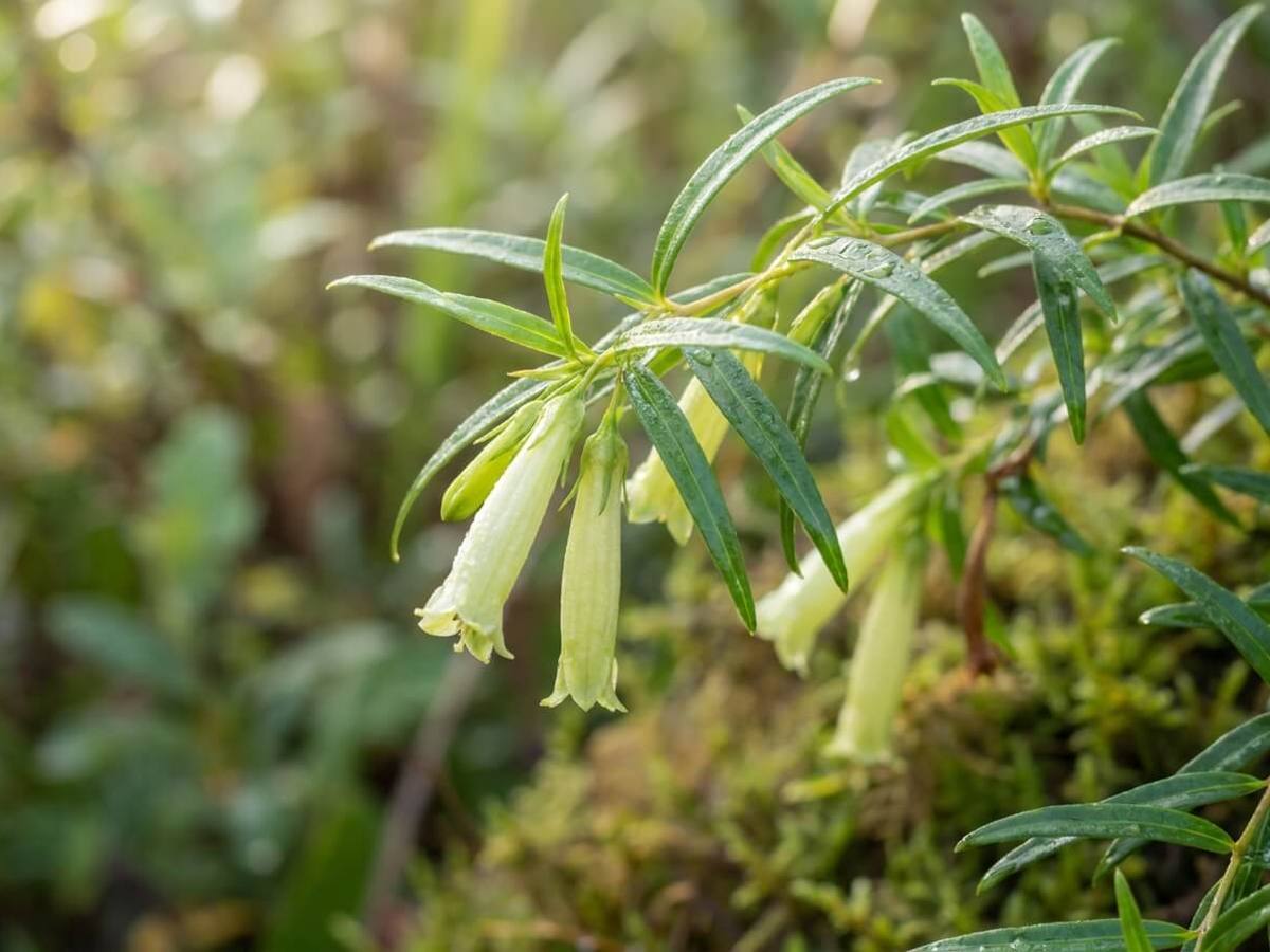 Billardiera longiflora