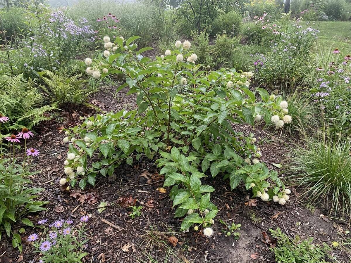 Cephalanthus occidentalis growing in a garden border