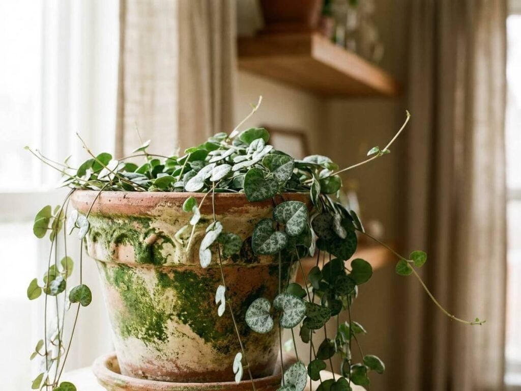 Ceropegia woodii