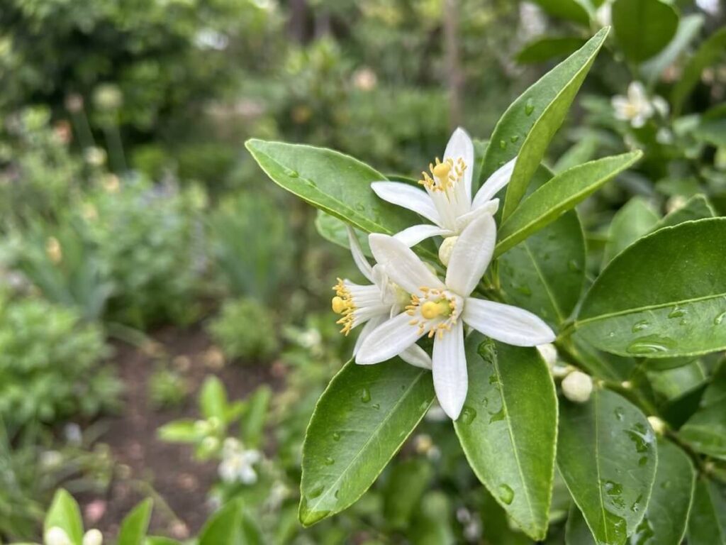 Citrus meyeri