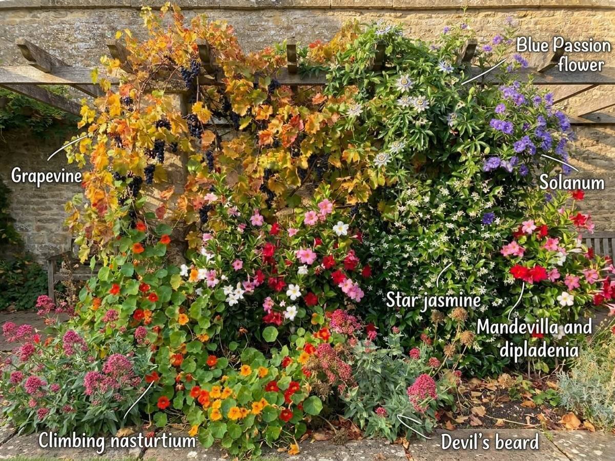 a wall or pergola to clothe in full sun, flowering in autumn, with each plant labelled