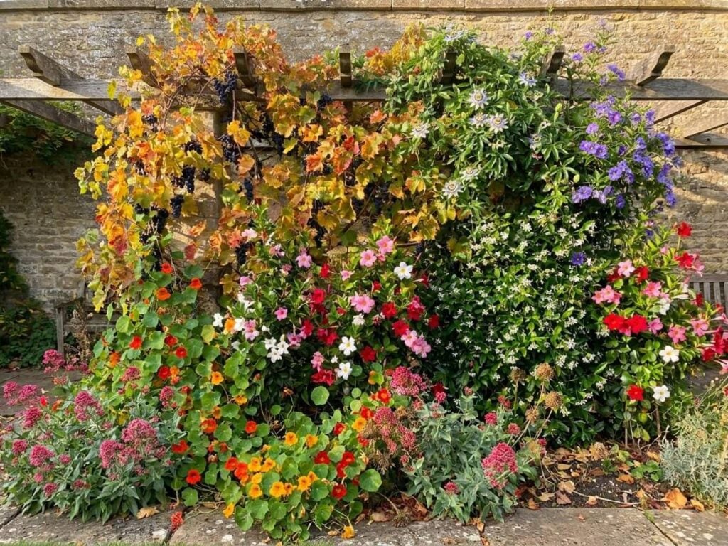 a wall or pergola to clothe in full sun, flowering in autumn