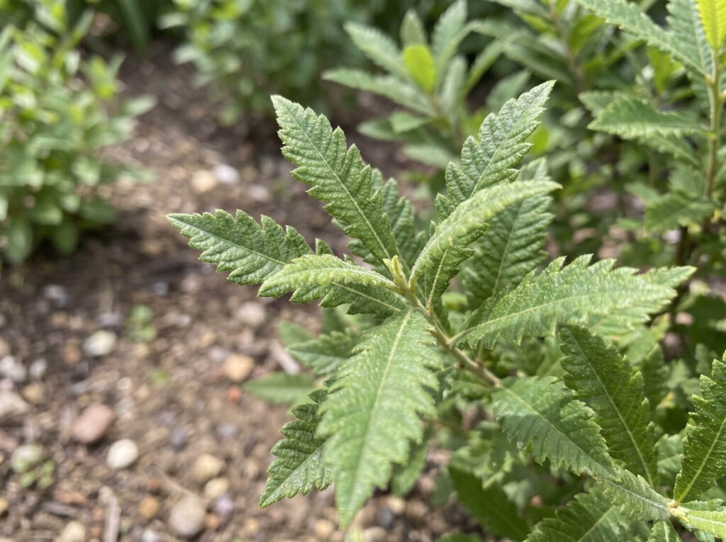 Sweetfern fern-like foliage in close-up