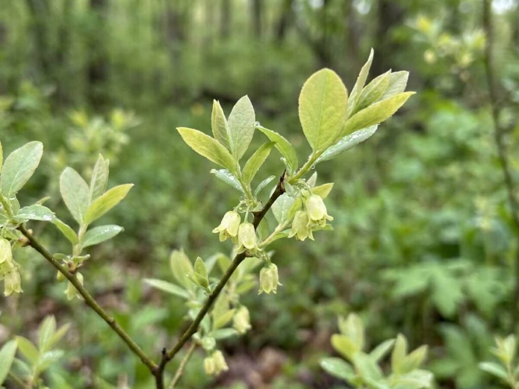 Dirca palustris