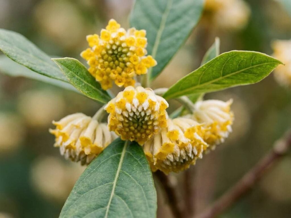 Edgeworthia chrysantha