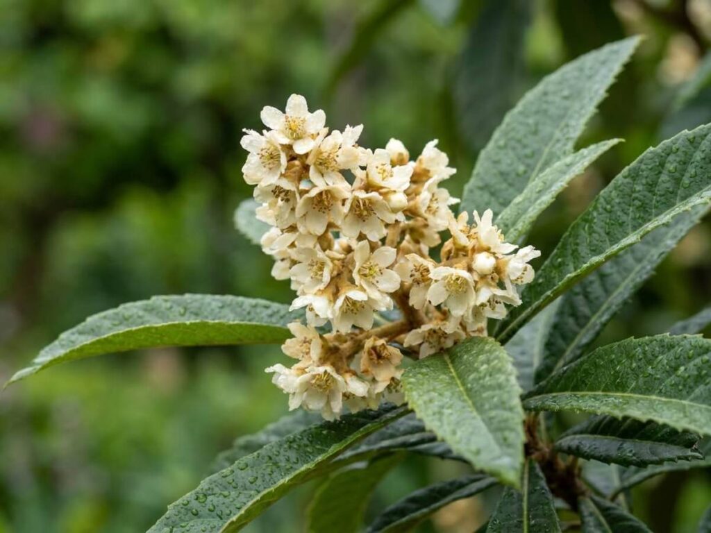 Eriobotrya japonica