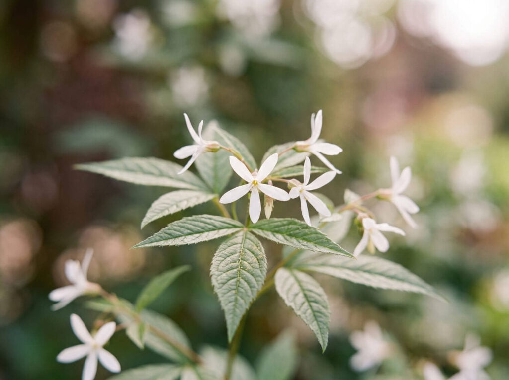 Gillenia trifoliata white star-shaped flowers in close-up