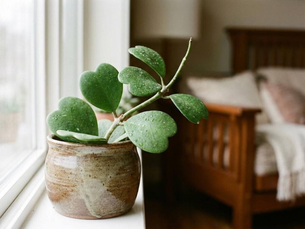 Hoya kerrii