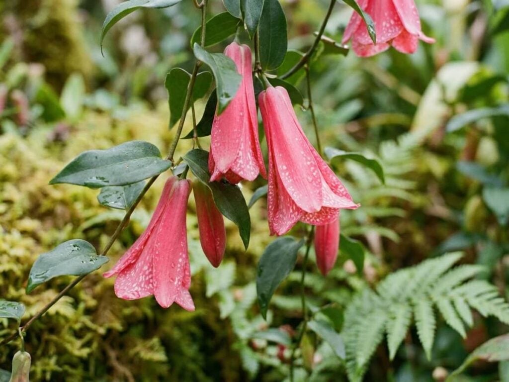 Lapageria rosea