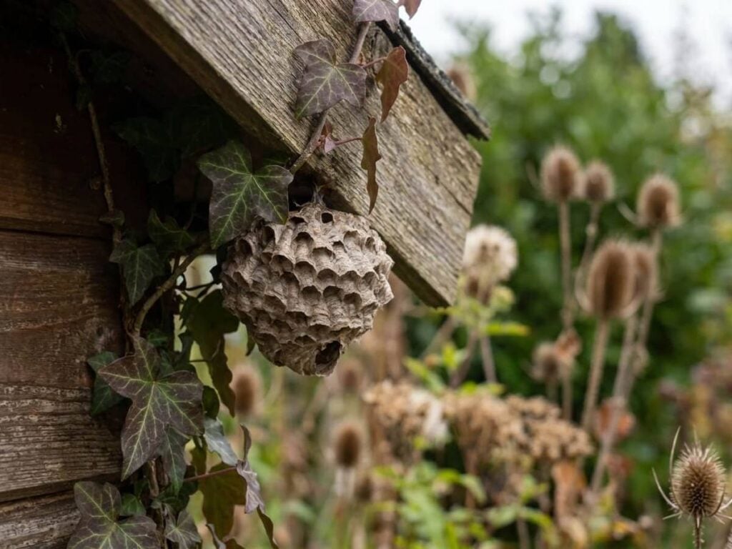 Why autumn wasps are abandoning your garden—and what replaces them