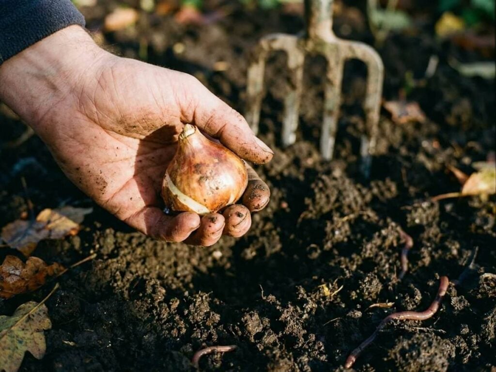 Stop Planting Spring Bulbs in Soggy Ground: The Timing Problem
