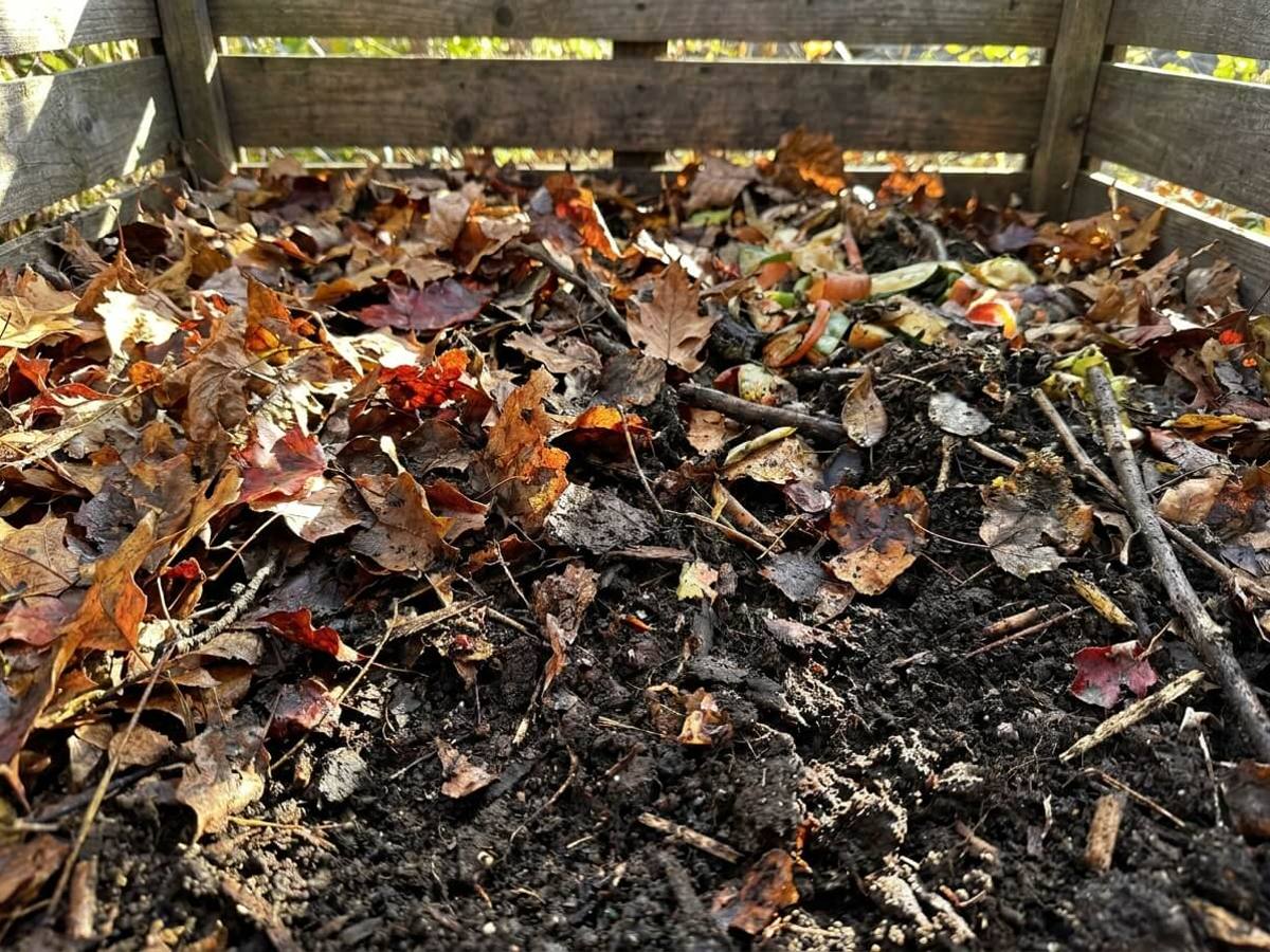 Autumn compost bins vs. leaf mould boxes: which breaks down faster?