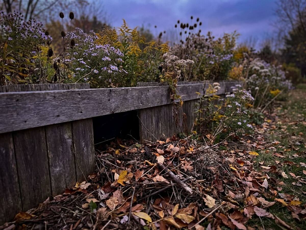 Why hedgehogs are vanishing from autumn gardens—and how to invite them back