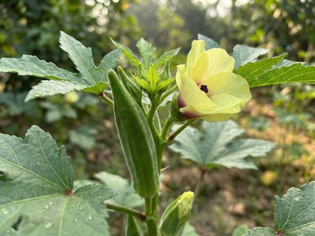 Okra