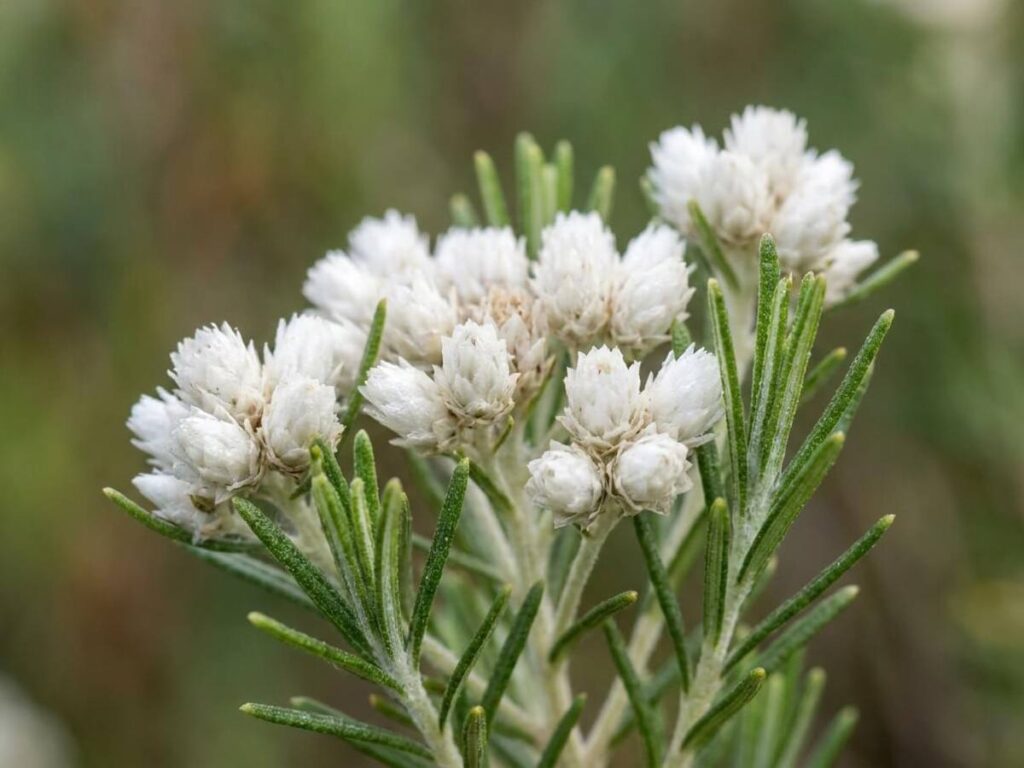 Ozothamnus rosmarinifolius