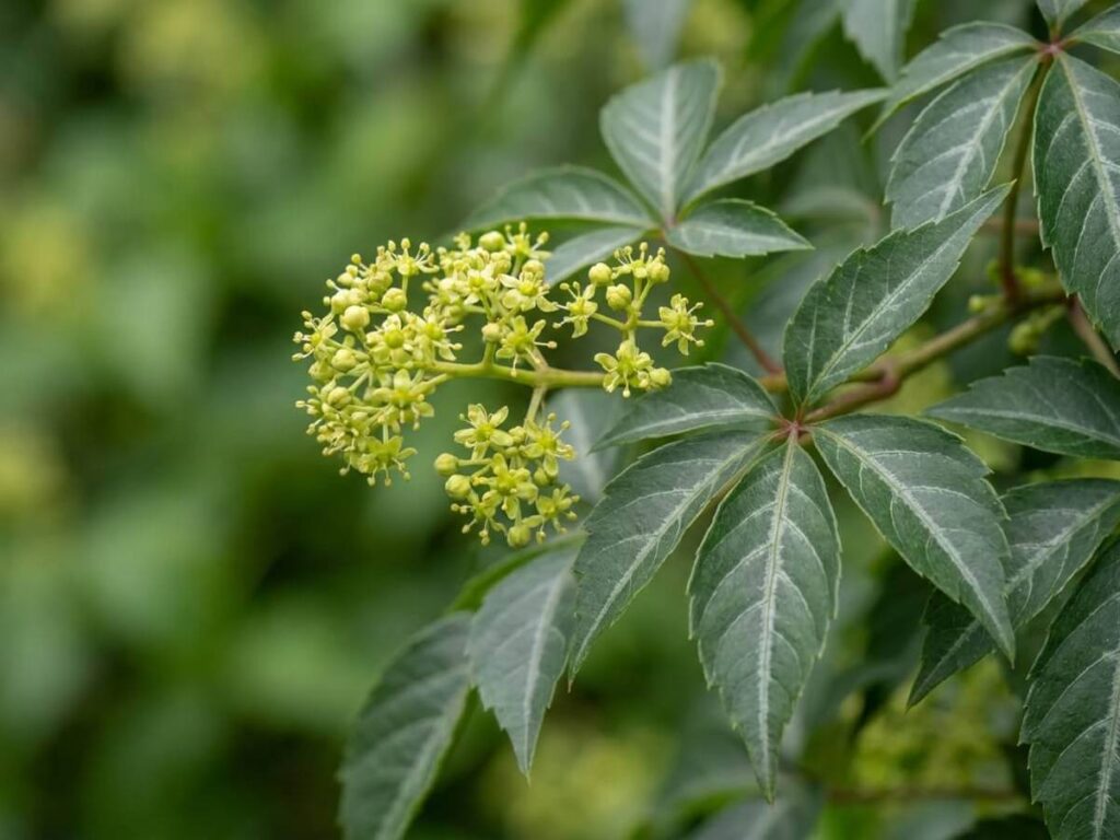 Parthenocissus henryana