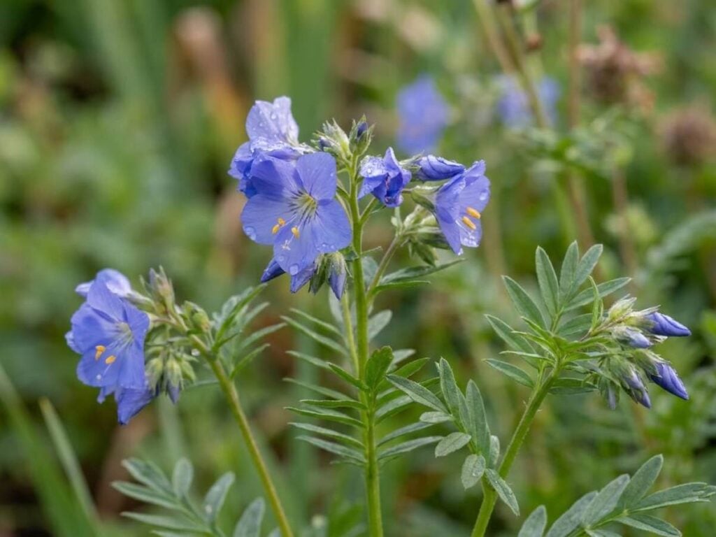 Polemonium reptans
